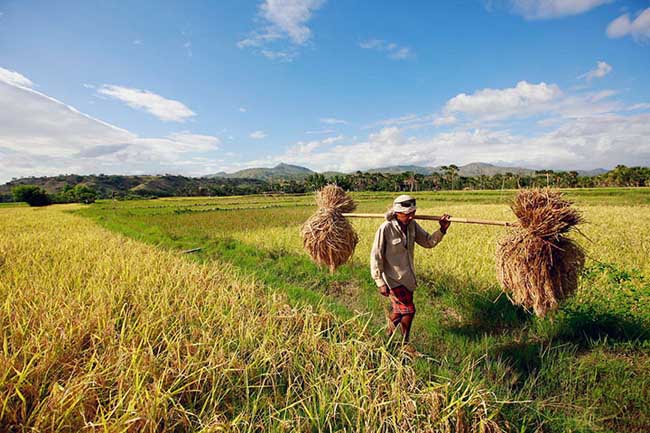  Cederai Petani, Data Produksi Beras 2018 dari BPS 